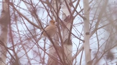 Hawfinch ya da Coccothraustes Cocothraustes donmuş ağaç dalında oturuyor. Kış ormanında renkli bir kuş.