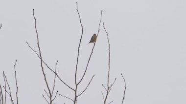 Hawfinch ya da Coccothraustes Cocothraustes donmuş ağaç dalında oturuyor. Kış ormanında renkli bir kuş.