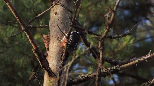 Grand pic tacheté, Dendrocopos major, frappe à l'écorce d'un arbre, extrayant des insectes edables. Oiseau en forêt hivernale. — Video