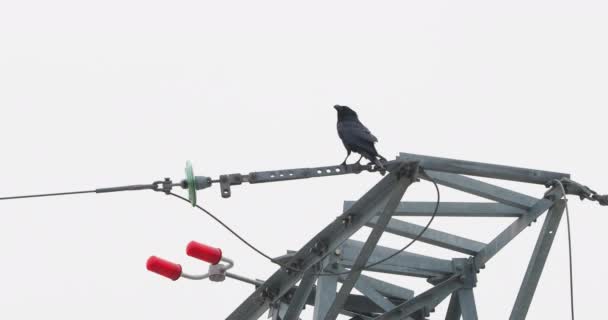 Common raven sits on top of a power line tower, Black bird on cloudy winter sky background. — Stock Video
