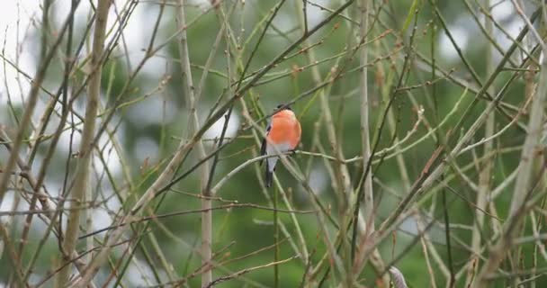 Eurázsiai bullpinch vagy Pyrrhula pirrhula ül fagyott faágon. Színes madár a téli erdőben. — Stock videók