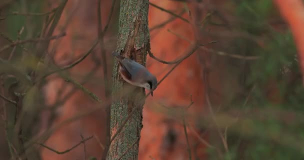 Euraziatische nuthatch of hout nuthatch of Sitta europaea klopt op schors van dennenbomen, het extraheren van bewerkbare insecten. Vogel in winterbos. — Stockvideo