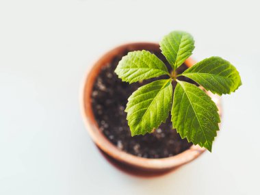 Vahşi üzümlerin filizleri kil bir saksıda yetişir. Güneş ışığı, pencere pervazında genç yeşil bir ateş yakar. Evde bahçıvanlık. Rahatlatıcı hobi. Huzurlu bir eğlence. Üst görünüm.