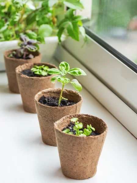 Basilikumsetzlinge Biologisch Abbaubaren Töpfen Auf Der Fensterbank Grüne Pflanzen Torftöpfen — Stockfoto