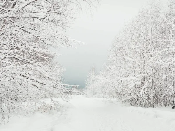 Tél Természetes Háttér Fák Alatt Vidéki Táj — Stock Fotó
