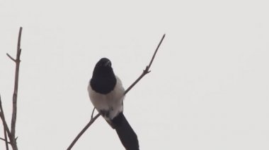 Avrasya saksağanı veya Pica pica donmuş ağaç dalında oturuyor. Kış ormanında tek renkli kuş..