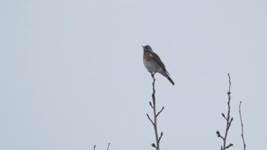 Fieldfare ya da Turdus pilaris donmuş ağaç dalında oturuyor. Kış ormanında renkli bir kuş.