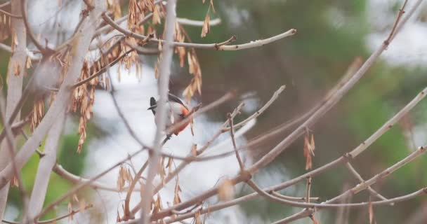 O bullfinch eurasiano ou Pyrrhula pyrrhula fica em n galho de árvore congelado. Pássaro colorido está comendo sementes de bordo na floresta de inverno. — Vídeo de Stock