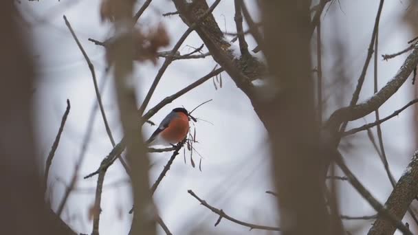 Euroasijský buldok neboli Pyrrhula pyrrhula sedí na zmrzlé větvi stromu. Barevný pták v zimním lese. — Stock video