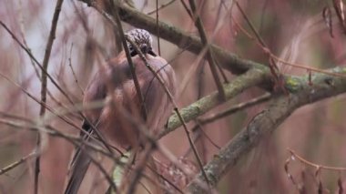 Avrasya alakargası ya da Garrulus glandarius donmuş dalın üzerinde oturuyor. Kış ormanında ilginç bir kuş.