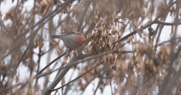 Euroasijský buldok nebo pyrrhula pyrrhula sedí na n mražené větvi stromu. Barevný pták jí javorová semena v zimním lese. — Stock video