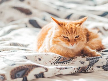 Yatakta yatan sevimli kızıl kedi. Yumuşak evcil hayvan rahatça uykuya daldı. Komik bir evcil hayvanla samimi bir arka plan..