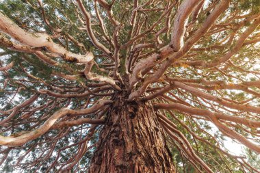 Dev Sequoia ağacı ya da birçok dallı Sequoiadendron giganteum 'un alt manzarası. Ormanda kış güneşli bir gün.