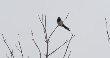 Avrasya saksağanı veya Pica pica donmuş ağaç dalında oturuyor. Kış ormanında tek renkli kuş..