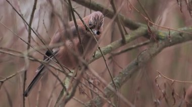 Avrasya alakargası ya da Garrulus glandarius donmuş dalın üzerinde oturuyor. Kış ormanında ilginç bir kuş.