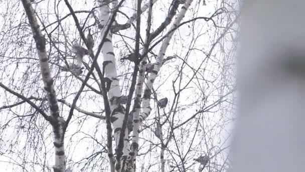 Fieldfare eller Turdus pilaris. Fågelflocken sitter på frusen trädgren. Vinterskog. Långsamma rörelser. — Stockvideo