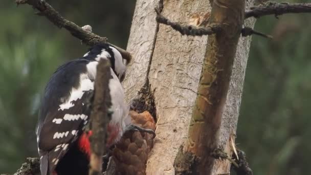 Wielki dzięcioł, Dendrocopos Major, puka do kory drzewa, wyciągając owady jadalne. Ptak w lesie zimowym. — Wideo stockowe