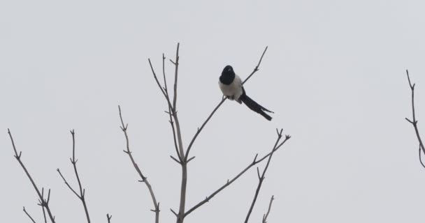 Urraca euroasiática o Pica pica está sentado en la rama congelada del árbol. Pájaro de color monocromo en bosque de invierno. — Vídeo de stock