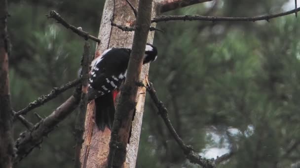 Μεγάλη spotted τρυποκάρυδος, Dendrocopos Major, χτυπά στο φλοιό ενός δέντρου, εξαγωγή edable έντομα. Πουλί στο χειμερινό δάσος. — Αρχείο Βίντεο