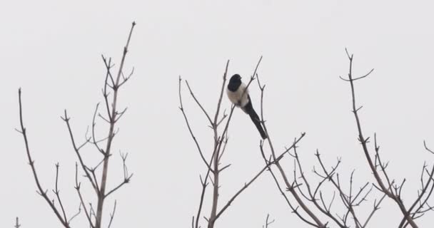 Magpie eurasiatică sau Pica pica este așezat pe ramura copacilor înghețați. Pasăre colorată monocrom în pădurea de iarnă . — Videoclip de stoc