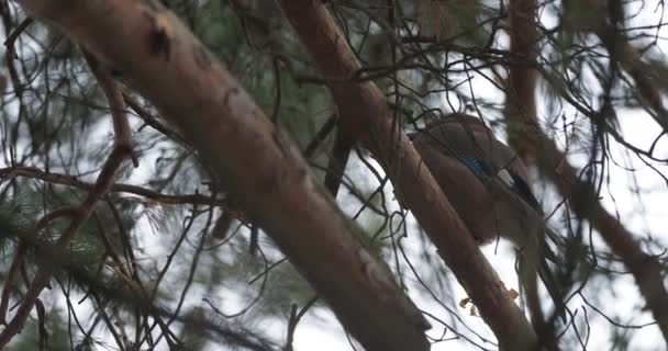 Słoik Eurazjatycki lub Garrulus glandarius siedzi na mrożonej gałązce sosny. Ciekawy ptak w zimowym lesie. — Wideo stockowe