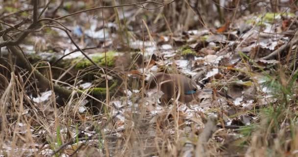 Eurasian jay 또는 Garrulus glandarius 는 땅에 떨어진 낙엽에서 먹이를 찾고 있습니다. 겨울 숲 속의 호기심많은 새. — 비디오