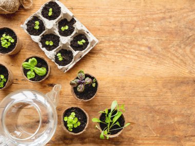 Tahta masanın üzerinde biyolojik olarak çözünebilen çömlekler içinde fesleğen tohumları. Yeşil bitkilerin turba kapları ve şeffaf sulama kabı manzarası. Bebek bitkileri küçük saksılarda ekiliyor. Tarım tohumları için tepsiler.