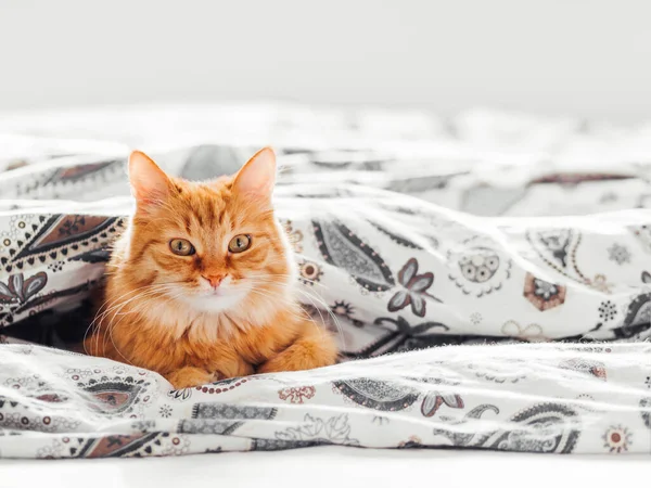 かわいい生姜猫のベッドの中で毛布の下に横たわっている ふわふわのペットが快適に眠りに定住した 居心地の良いホーム背景とともにコピースペース — ストック写真