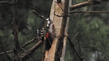Büyük benekli ağaçkakan, Dendrocopos Major, bir ağacın kabuğuna vurur, ve kırılabilir böcekler çıkarır. Kışın ormandaki kuş.