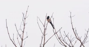 Avrasya saksağanı veya Pica pica donmuş ağaç dalında oturuyor. Kış ormanında tek renkli kuş..