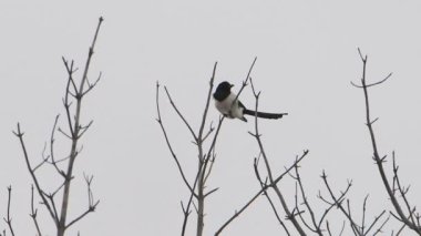 Avrasya saksağanı veya Pica pica donmuş ağaç dalında oturuyor. Kış ormanında tek renkli kuş..