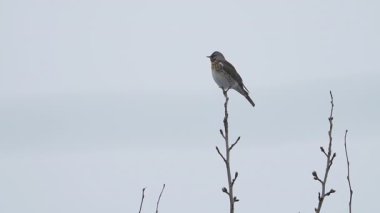 Fieldfare ya da Turdus pilaris donmuş ağaç dalında oturuyor. Kış ormanında renkli bir kuş.