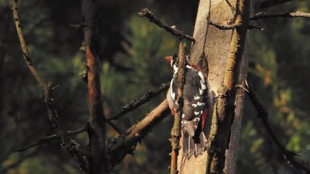 Il grande picchio maculato, Dendrocopos major, bussa alla corteccia di un albero, estraendo insetti modificabili. Uccello nella foresta invernale. — Video Stock