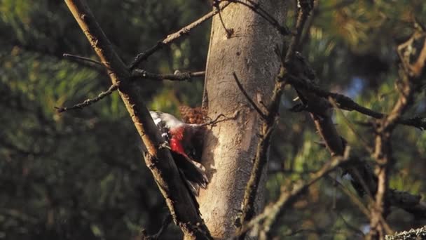 Gran pájaro carpintero manchado, Dendrocopos major, golpea la corteza de un árbol, extrayendo insectos edables. Pájaro en bosque de invierno. — Vídeo de stock