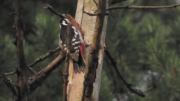 Μεγάλη spotted τρυποκάρυδος, Dendrocopos Major, χτυπά στο φλοιό ενός δέντρου, εξαγωγή edable έντομα. Πουλί στο χειμερινό δάσος. — Αρχείο Βίντεο