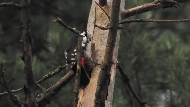 Büyük benekli ağaçkakan, Dendrocopos Major, bir ağacın kabuğuna vurur, ve kırılabilir böcekler çıkarır. Kışın ormandaki kuş. — Stok video