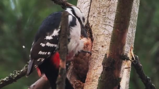 Grande pica-pau manchado, Dendrocopos major, bate na casca de uma árvore, extraindo insetos edable. Pássaro na floresta de inverno. — Vídeo de Stock