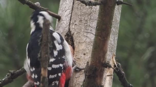 Il grande picchio maculato, Dendrocopos major, bussa alla corteccia di un albero, estraendo insetti modificabili. Uccello nella foresta invernale. — Video Stock