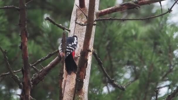 Μεγάλη spotted τρυποκάρυδος, Dendrocopos Major, χτυπά στο φλοιό ενός δέντρου, εξαγωγή edable έντομα. Πουλί στο χειμερινό δάσος. — Αρχείο Βίντεο