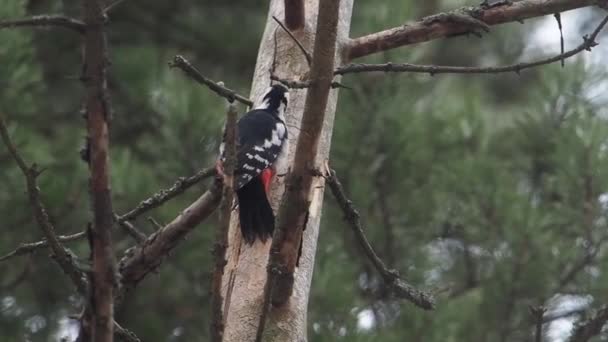 Μεγάλη spotted τρυποκάρυδος, Dendrocopos Major, χτυπά στο φλοιό ενός δέντρου, εξαγωγή edable έντομα. Πουλί στο χειμερινό δάσος. — Αρχείο Βίντεο