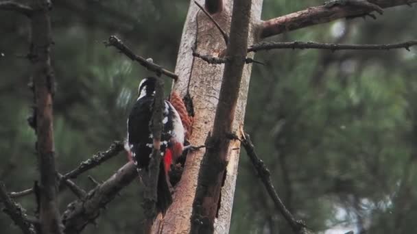 Grote gespikkelde specht, Dendrocopos major, klopt op de schors van een boom, verwijdert bewerkbare insecten. Vogel in winterbos. — Stockvideo