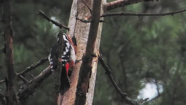 Dendrocopos major 라는 커다란 얼룩 딱따구리는 나무의 껍질을 두드리며, 껍질에 붙어 있는 벌레를 뽑는다. 겨울 숲의 새. — 비디오