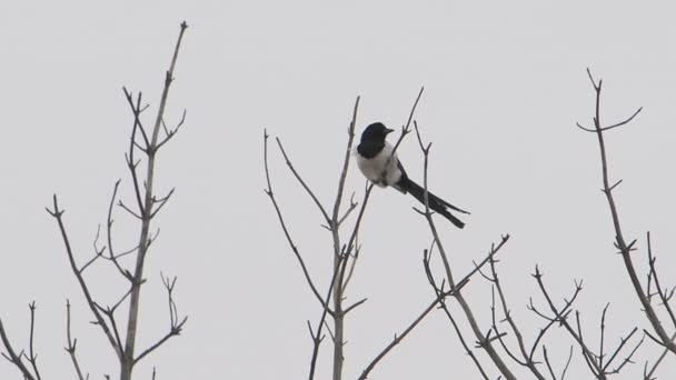 Magpie eurasiatică sau Pica pica este așezat pe ramura copacilor înghețați. Pasăre colorată monocrom în pădurea de iarnă . — Videoclip de stoc