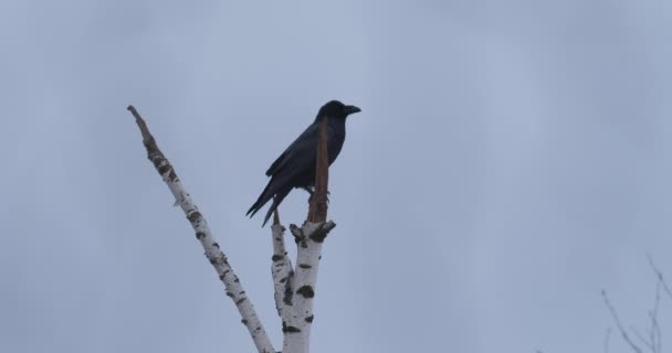 El cuervo común está sentado en la rama congelada del árbol. Pájaro de color monocromo en bosque de invierno. — Vídeo de stock