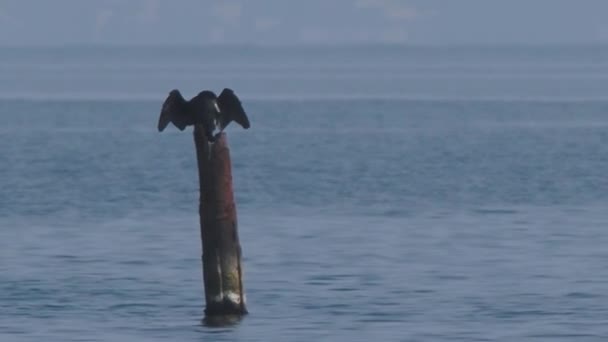 Phalacrocorax ou cormorant seca suas penas no tubo em cima da água. O grande pássaro escuro tem um resto antes da caça. Costa do mar Negro em Sochi, Rússia. — Vídeo de Stock