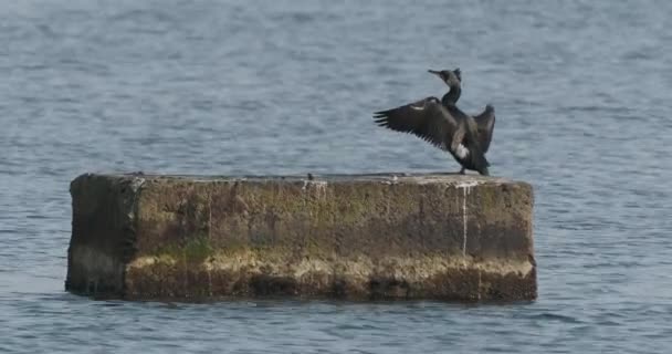 Phalacrocoraxまたは鵜は水に岩の上に羽を乾燥させます。大きな暗い鳥は狩りの前に休息を持っています。ソチ、ロシアの黒海の海岸. — ストック動画