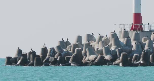 Las gaviotas y los cormoranes se sientan en el rompeolas. Faro sobre un tranquilo fondo de mar turquesa. Puerto de Sochi, Rusia. — Vídeo de stock
