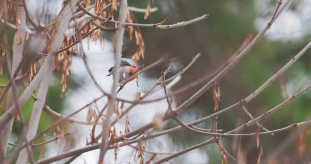 El pinzón euroasiático o pyrrhula pyrrhula se asienta sobre una rama de árbol congelada. Colorido pájaro está comiendo semillas de arce en el bosque de invierno. — Vídeo de stock