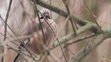 Avrasya alakargası ya da Garrulus glandarius donmuş dalın üzerinde oturuyor. Kış ormanında ilginç bir kuş.