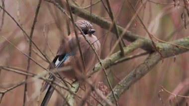 Avrasya alakargası ya da Garrulus glandarius donmuş dalın üzerinde oturuyor. Kış ormanında ilginç bir kuş.